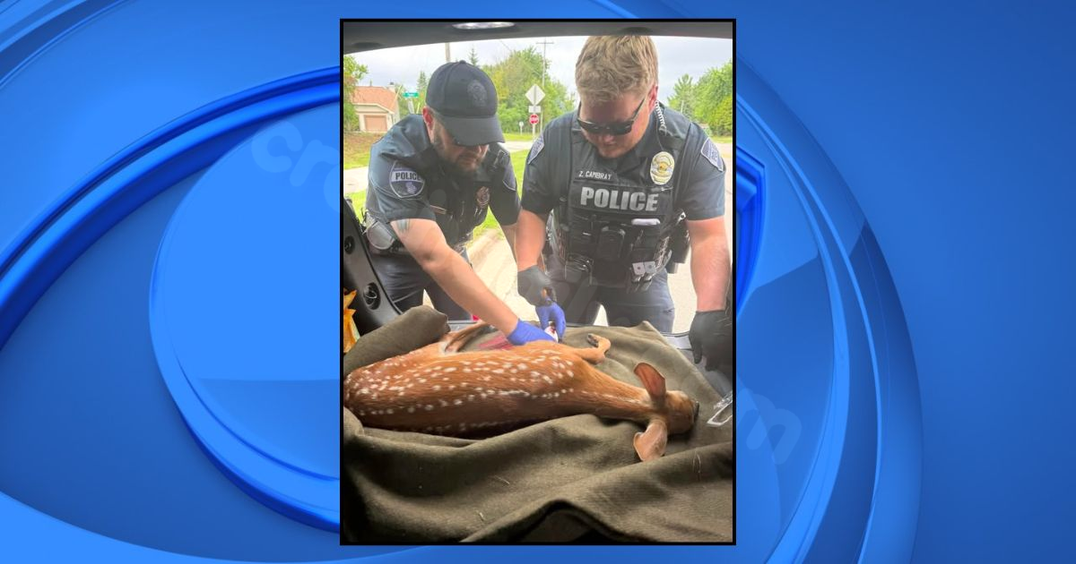 Hobart officers save injured fawn after car crash