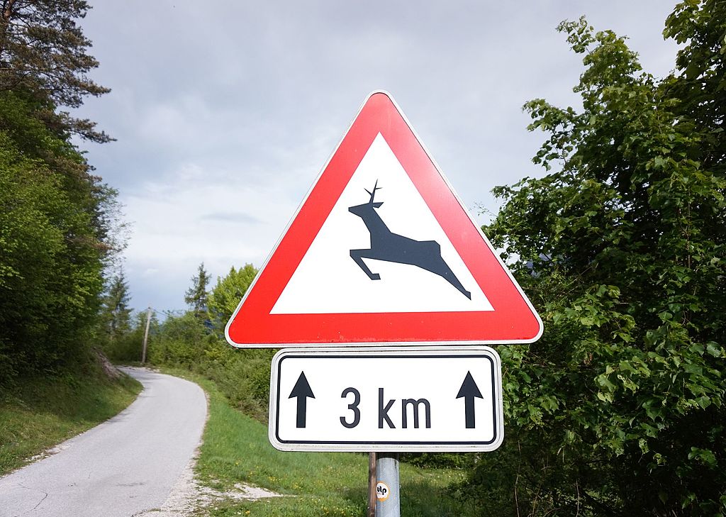 Roadkill